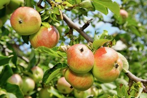 Apple Haven