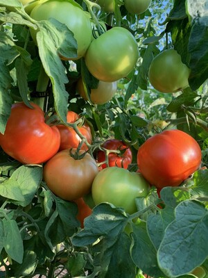 Shenandoah Valley Produce CSA