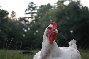 Chicken Hearted