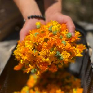Sierra Saffron & Herb Co.