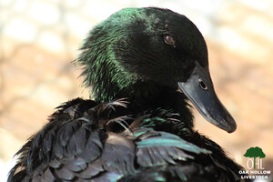 Cayuga Duck