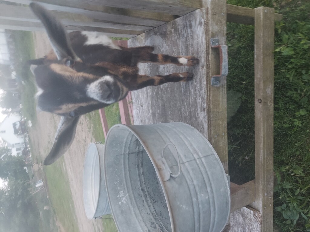 Birch Hill Farm LocalHarvest