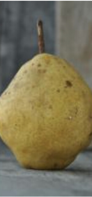 Burford Pear