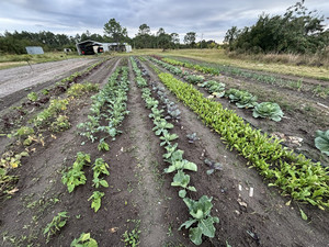 Surma Farms