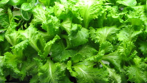 happy greens