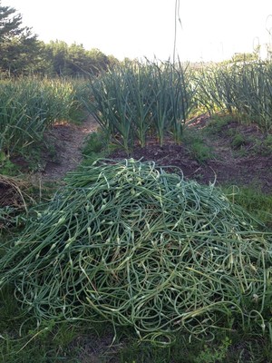 Wissota Garlic Farm