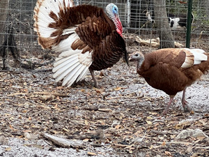 Bourbon Red Turkey