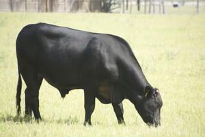 Eagle Catcher Farm & Ranch