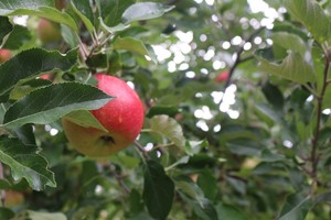 Branstool Orchards