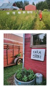Hoop Snake Farm