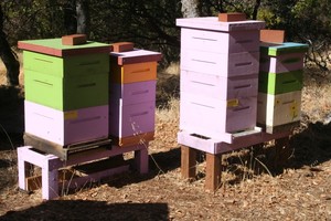 No Bull Ranch Beekeeping