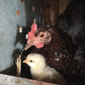 Luna Chicks