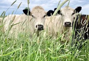 Great Heritage Farm LLC