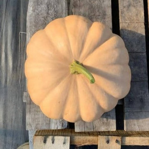 Long Island Cheese Pumpkin