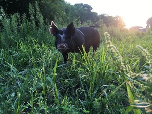 Fockler Creek Farms