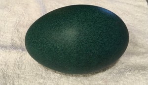 The Egg Lady