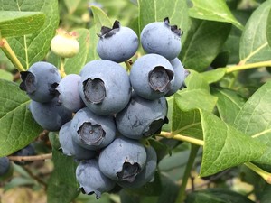 Coyner's Blueberries