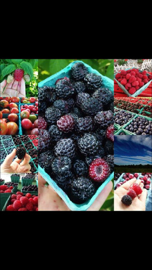 Guntzviller's Berry and Vegetable Farm