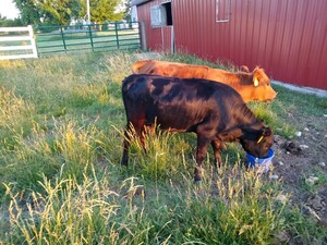 Flying H Farm