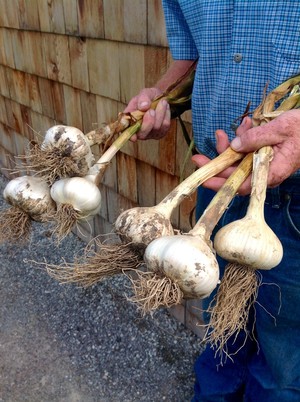 Sweden Center Garlic Farm