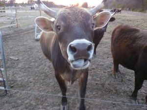 Stewart farms beef