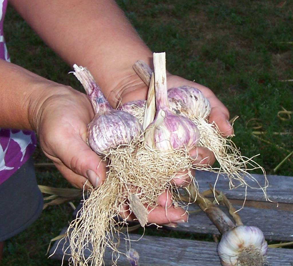 Crazy Horse Garlic Farm - LocalHarvest