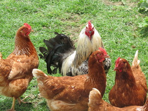 Stoller Farm Fresh Brown Eggs