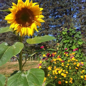 Twin Arcs Farm