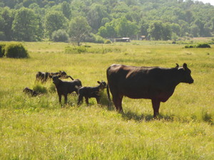 Mendenhall Valley Ranch