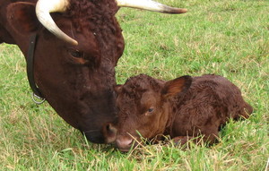 Amber Hollow Heritage Beef