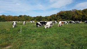 Firefly Farms