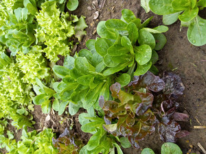 Peace of Eden Farm