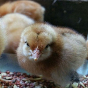 Pure Pastures Farm