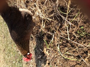 Honey Creek Farm - LocalHarvest