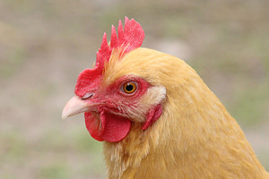 Hiyaherc Farm
