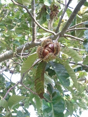 American Chestnut