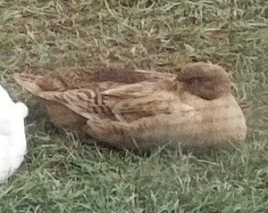 Cayuga Duck
