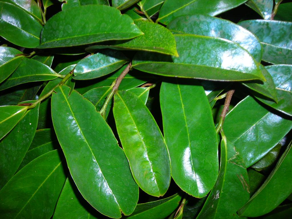 Soursop Leaf 001.JPG