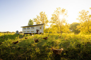 Raised Right Pastures