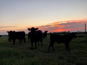 Elm Ridge Natural Beef