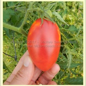Sheboygan Tomato
