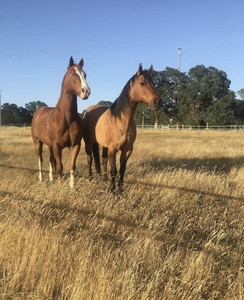 Handsome Devil Ranch