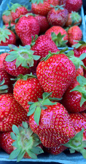 Specca Farms Pick Your Own
