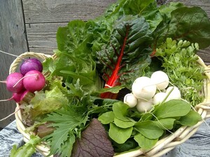 Serenity Farm CSA