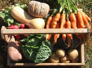 Honey Brook Organic Farm