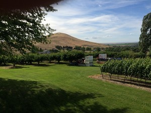 Jamison U-Pick Cherries
