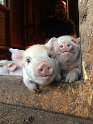 Liberty Farms of Louisiana