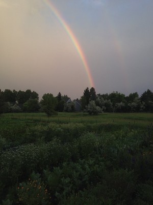 Dharma's Garden