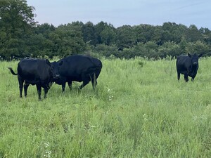 Locust Grove Pastures