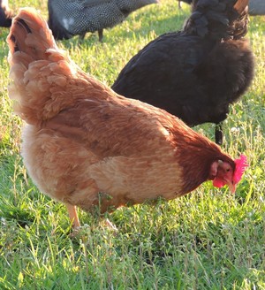 New Hampshire Chicken